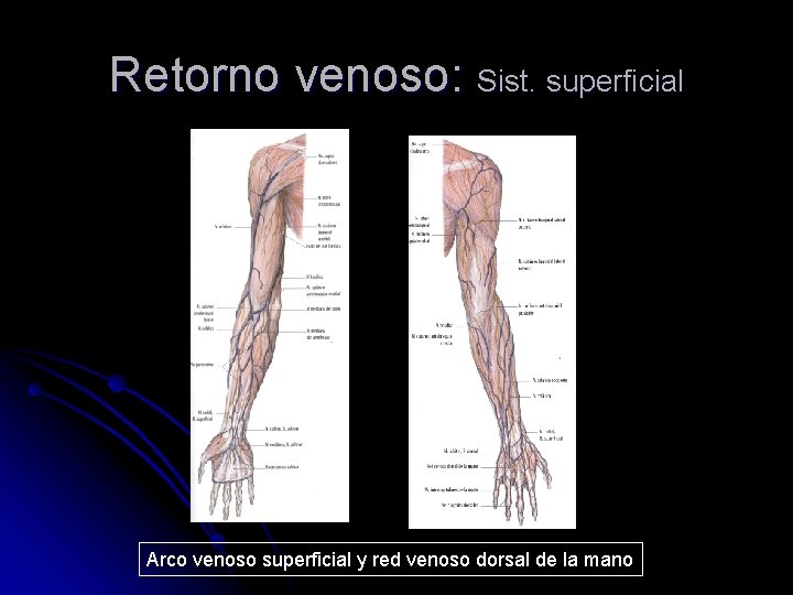 Retorno venoso: Sist. superficial Arco venoso superficial y red venoso dorsal de la mano