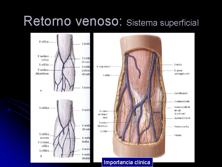 Retorno venoso: Sistema superficial Importancia clínica 