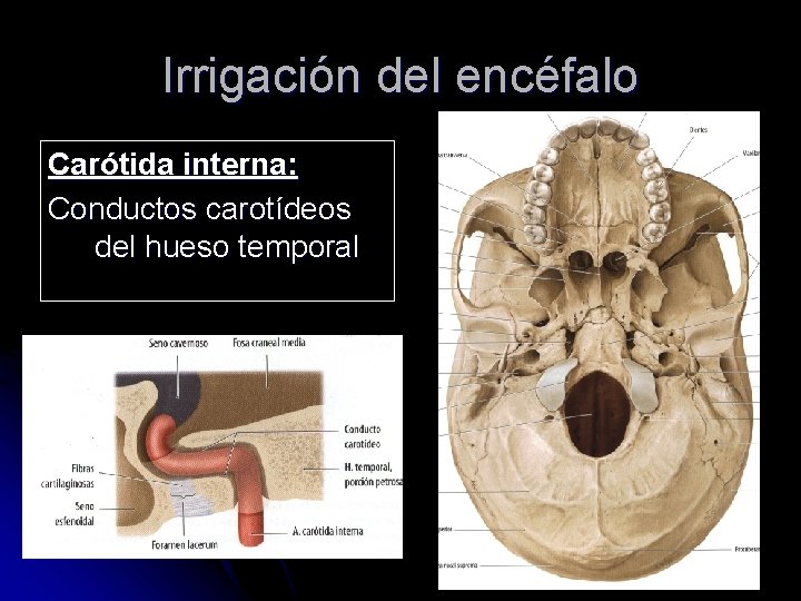 Irrigación del encéfalo Carótida interna: Conductos carotídeos del hueso temporal 