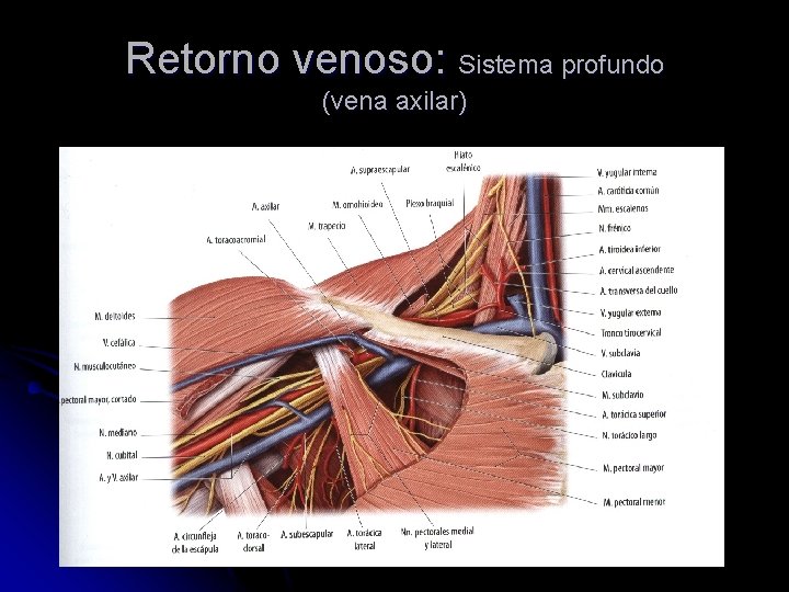 Retorno venoso: Sistema profundo (vena axilar) 