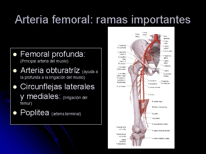 Arteria femoral: ramas importantes l Femoral profunda: (Prncipal arteria del muslo) l Arteria obturatríz