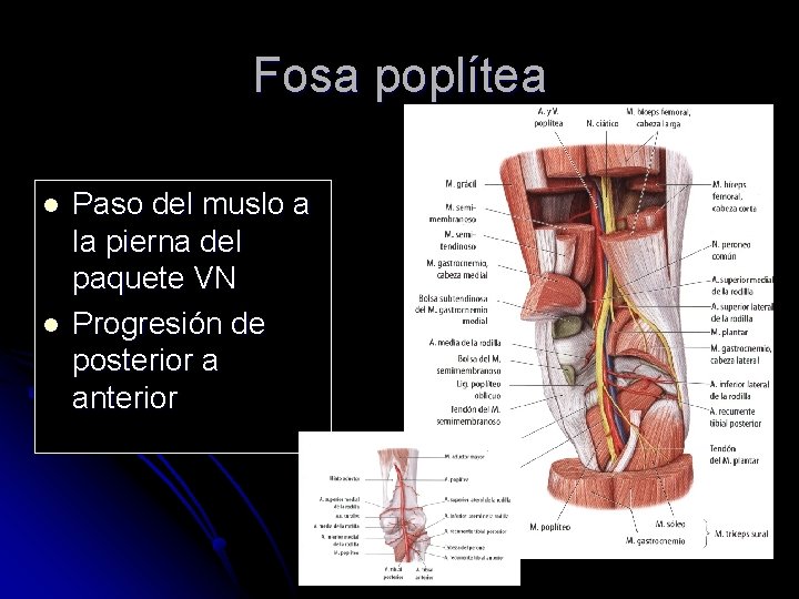 Fosa poplítea l l Paso del muslo a la pierna del paquete VN Progresión