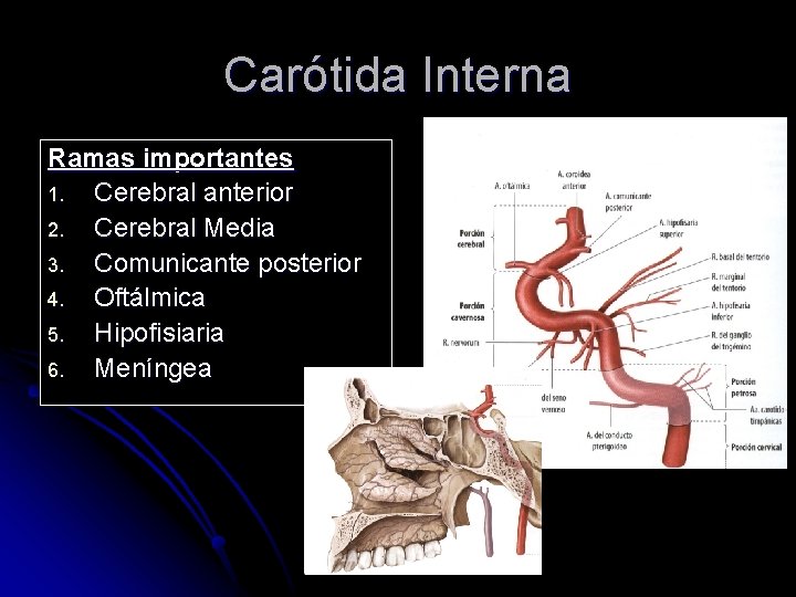 Carótida Interna Ramas importantes 1. Cerebral anterior 2. Cerebral Media 3. Comunicante posterior 4.