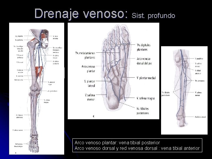 Drenaje venoso: Sist. profundo Arco venoso plantar: vena tibial posterior Arco venoso dorsal y