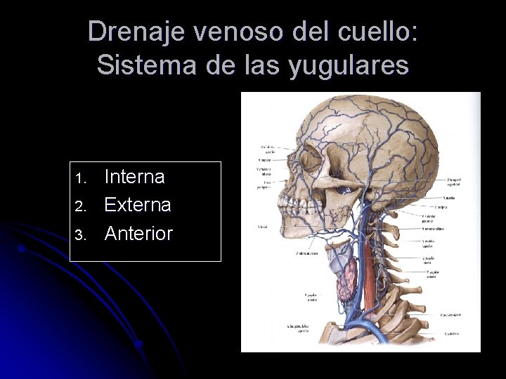 Drenaje venoso del cuello: Sistema de las yugulares 1. 2. 3. Interna Externa Anterior