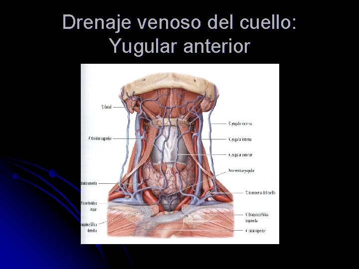 Drenaje venoso del cuello: Yugular anterior 