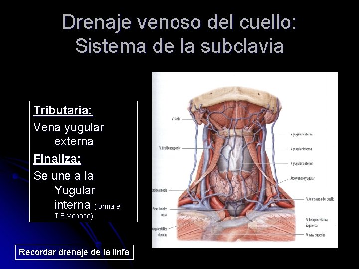 Drenaje venoso del cuello: Sistema de la subclavia Tributaria: Vena yugular externa Finaliza: Se