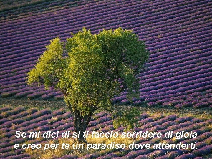 Se mi dici di si ti faccio sorridere di gioia e creo per te