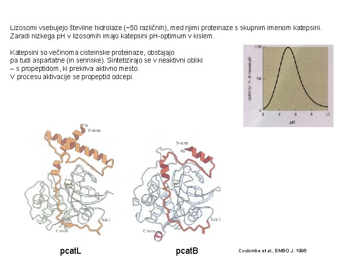 Lizosomi vsebujejo številne hidrolaze (~50 različnih), med njimi proteinaze s skupnim imenom katepsini. Zaradi