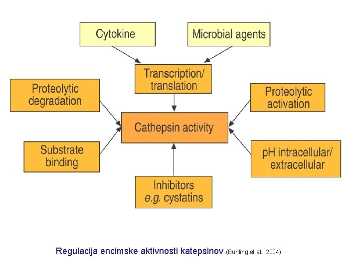 Regulacija encimske aktivnosti katepsinov (Bühling et al. , 2004) 