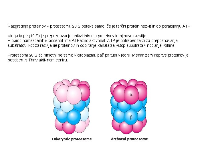Razgradnja proteinov v proteasomu 20 S poteka samo, če je tarčni protein nezvit in