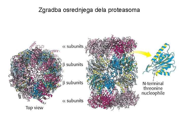 Zgradba osrednjega dela proteasoma 