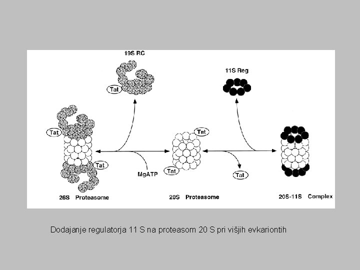 Dodajanje regulatorja 11 S na proteasom 20 S pri višjih evkariontih 