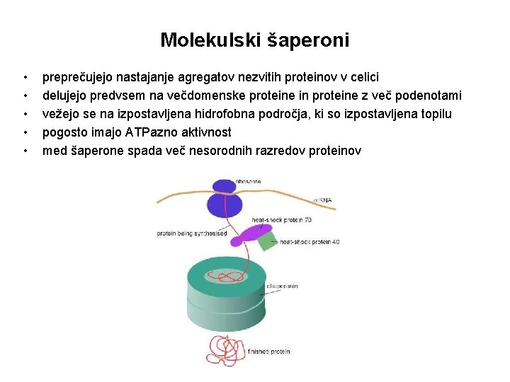 Molekulski šaperoni • • • preprečujejo nastajanje agregatov nezvitih proteinov v celici delujejo predvsem