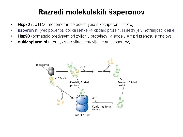 Razredi molekulskih šaperonov • • Hsp 70 (70 k. Da, monomerni, se povezujejo s