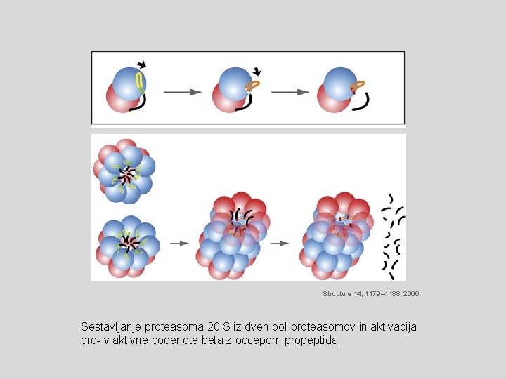 Structure 14, 1179– 1188, 2006 Sestavljanje proteasoma 20 S iz dveh pol-proteasomov in aktivacija