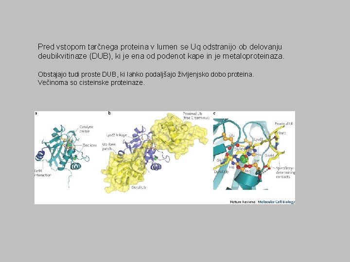Pred vstopom tarčnega proteina v lumen se Uq odstranijo ob delovanju deubikvitinaze (DUB), ki