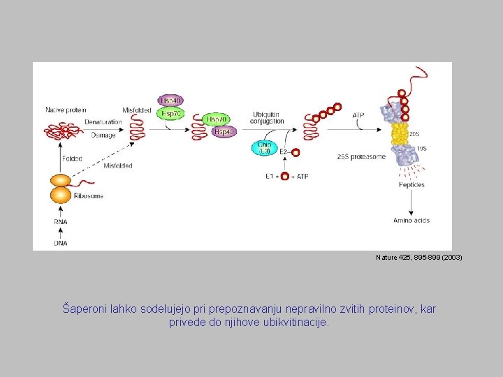 Nature 426, 895 -899 (2003) Šaperoni lahko sodelujejo pri prepoznavanju nepravilno zvitih proteinov, kar