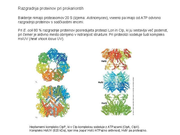 Razgradnja proteinov pri prokariontih Bakterije nimajo proteasomov 20 S (izjema: Actinomyces), vseeno pa imajo