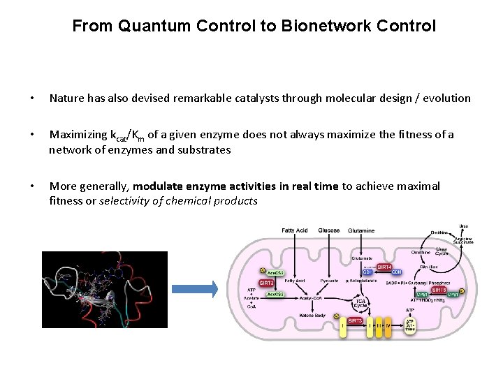 From Quantum Control to Bionetwork Control • Nature has also devised remarkable catalysts through