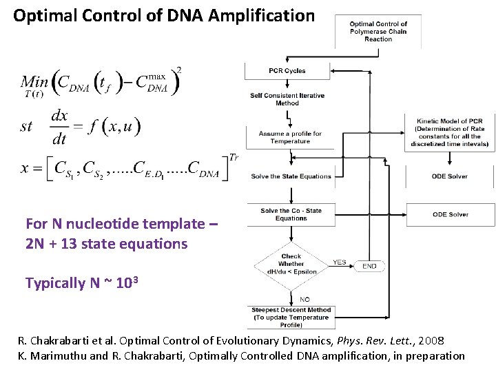 Optimal Control of DNA Amplification For N nucleotide template – 2 N + 13