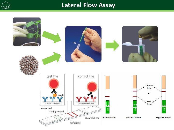 Lateral Flow Assay 