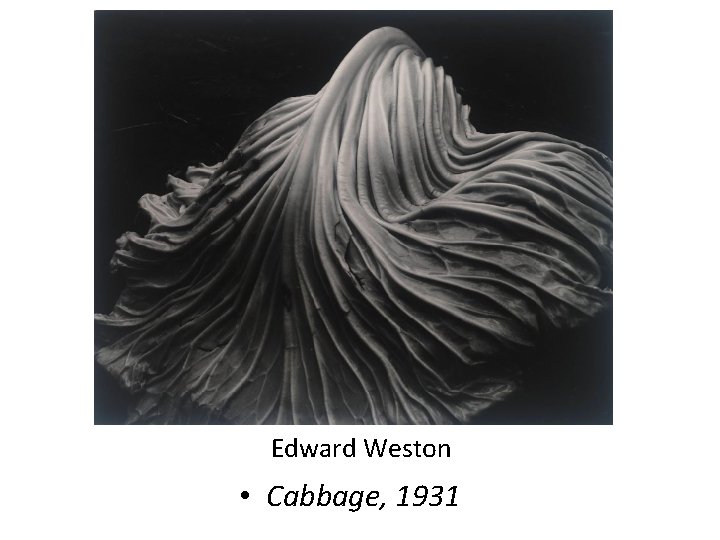 Edward Weston • Cabbage, 1931 