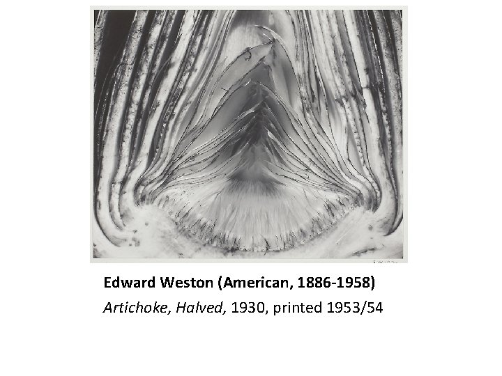 Edward Weston (American, 1886 -1958) Artichoke, Halved, 1930, printed 1953/54 