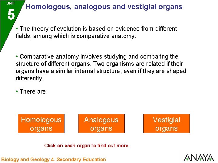 UNIT 5 3 Homologous, analogous and vestigial organs • The theory of evolution is