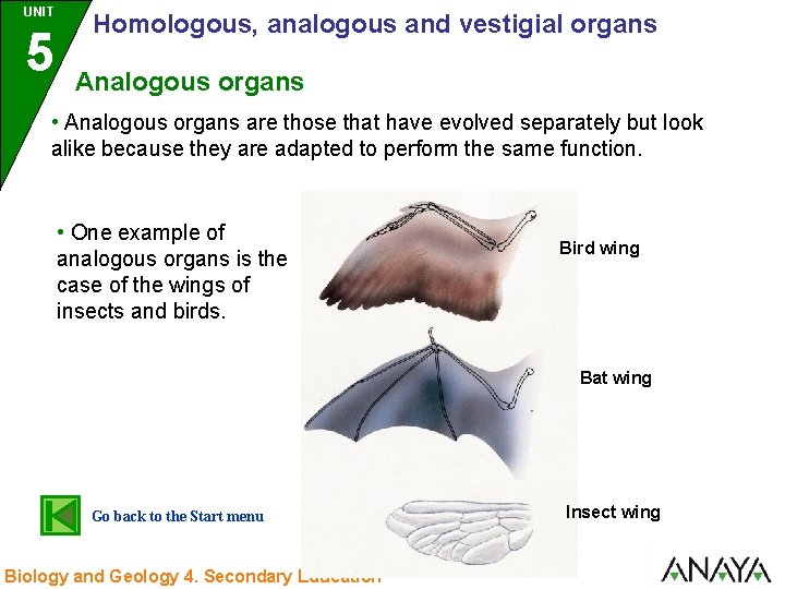 UNIT 5 3 Homologous, analogous and vestigial organs Analogous organs • Analogous organs are