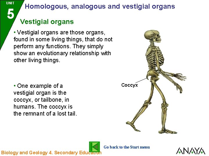 UNIT 5 3 Homologous, analogous and vestigial organs Vestigial organs • Vestigial organs are