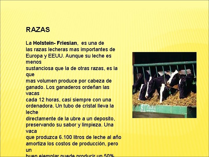 RAZAS La Holstein- Friesian, es una de las razas lecheras mas importantes de Europa