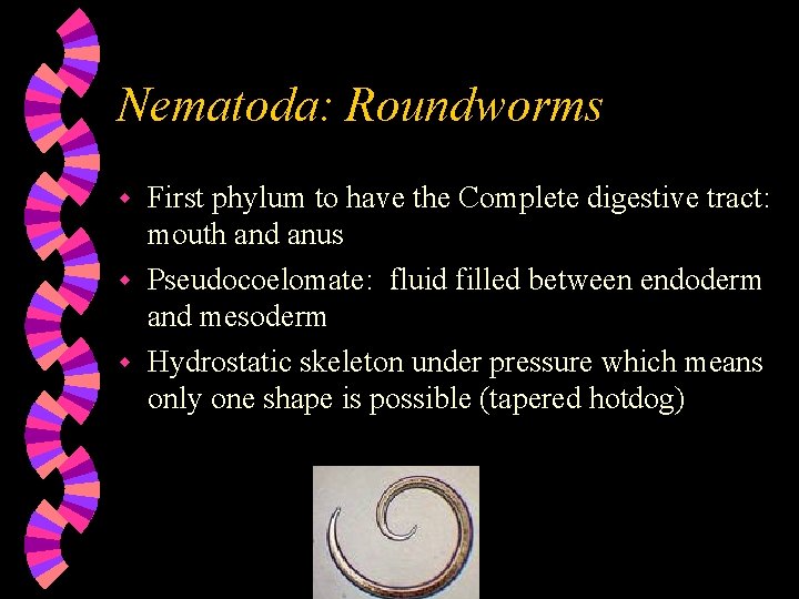 Nematoda: Roundworms First phylum to have the Complete digestive tract: mouth and anus w