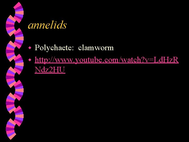 annelids Polychaete: clamworm w http: //www. youtube. com/watch? v=Ld. Hz. R Ndz 2 HU