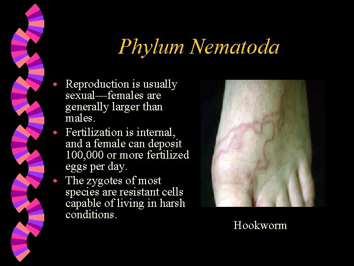 Phylum Nematoda Reproduction is usually sexual—females are generally larger than males. w Fertilization is