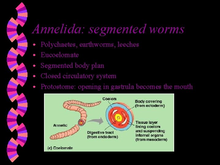 Annelida: segmented worms w w w Polychaetes, earthworms, leeches Eucoelomate Segmented body plan Closed