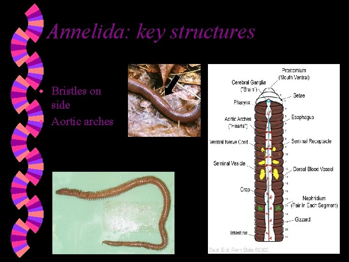 Annelida: key structures Bristles on side w Aortic arches w 