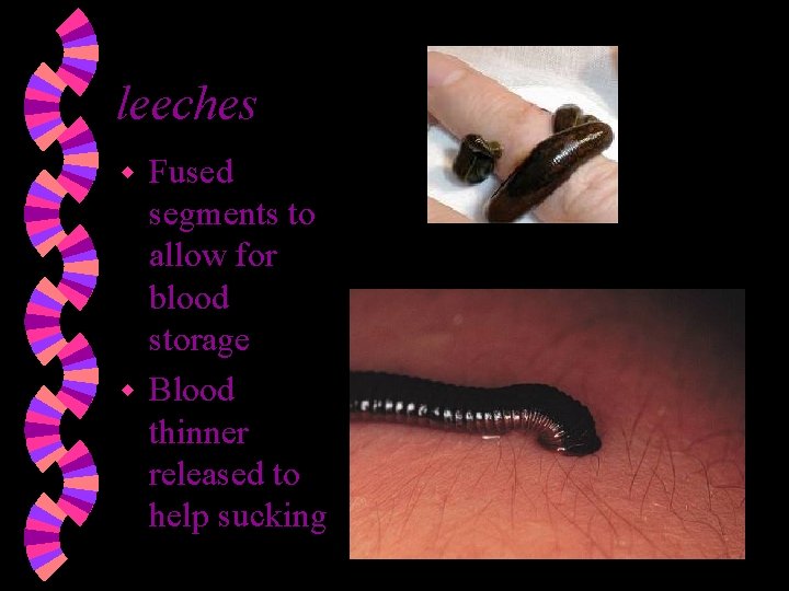 leeches Fused segments to allow for blood storage w Blood thinner released to help