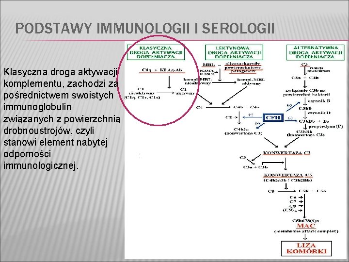 PODSTAWY IMMUNOLOGII I SEROLOGII Klasyczna droga aktywacji komplementu, zachodzi za pośrednictwem swoistych immunoglobulin związanych