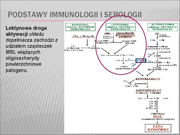 PODSTAWY IMMUNOLOGII I SEROLOGII Lektynowa droga aktywacji układu dopełniacza zachodzi z udziałem cząsteczek MBL