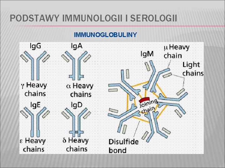 PODSTAWY IMMUNOLOGII I SEROLOGII IMMUNOGLOBULINY 