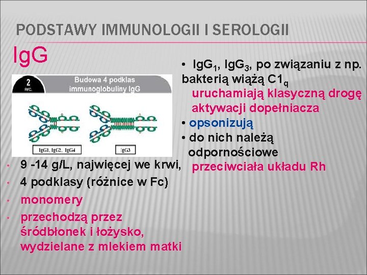 PODSTAWY IMMUNOLOGII I SEROLOGII Ig. G • • • Ig. G 1, Ig. G