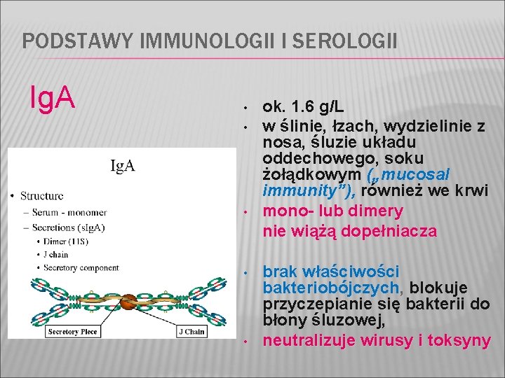 PODSTAWY IMMUNOLOGII I SEROLOGII Ig. A • • • ok. 1. 6 g/L w