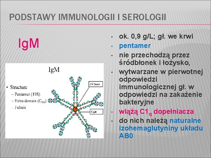 PODSTAWY IMMUNOLOGII I SEROLOGII Ig. M • • • ok. 0, 9 g/L; gł.