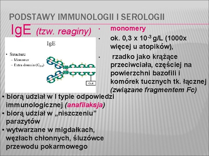 PODSTAWY IMMUNOLOGII I SEROLOGII Ig. E (tzw. reaginy) monomery • ok. 0, 3 x