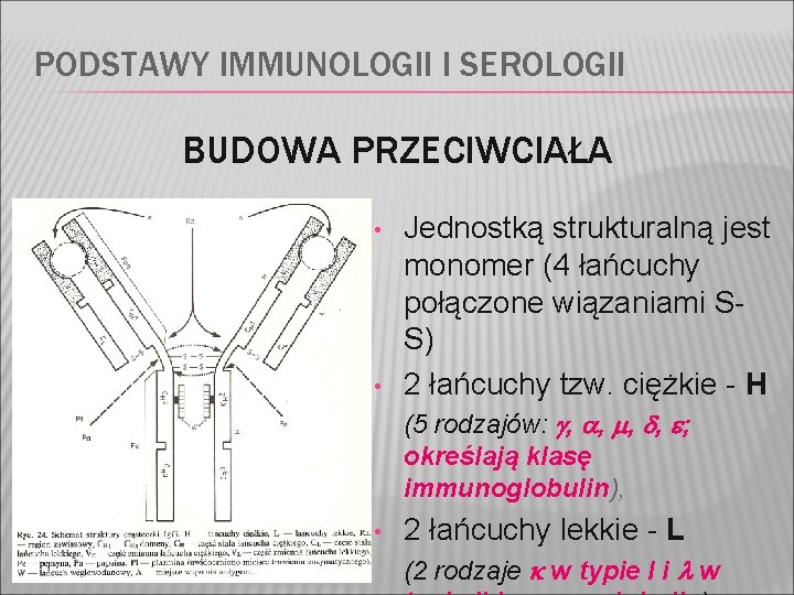 PODSTAWY IMMUNOLOGII I SEROLOGII BUDOWA PRZECIWCIAŁA • • Jednostką strukturalną jest monomer (4 łańcuchy