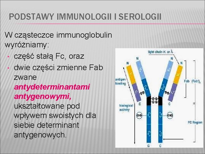 PODSTAWY IMMUNOLOGII I SEROLOGII W cząsteczce immunoglobulin wyróżniamy: • część stałą Fc, oraz • PODSTAWY IMMUNOLOGII I SEROLOGII W cząsteczce immunoglobulin wyróżniamy: • część stałą Fc, oraz •