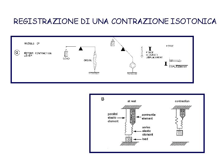 REGISTRAZIONE DI UNA CONTRAZIONE ISOTONICA 