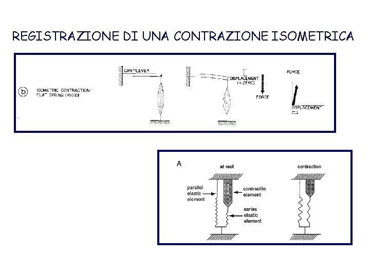 REGISTRAZIONE DI UNA CONTRAZIONE ISOMETRICA 