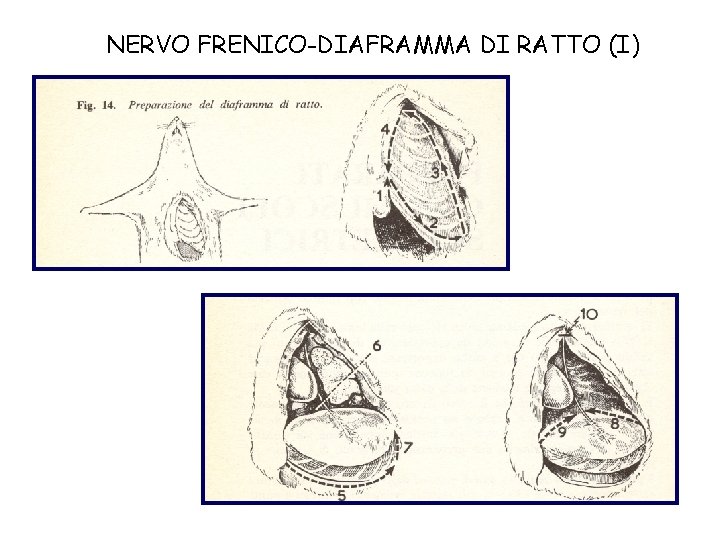 NERVO FRENICO-DIAFRAMMA DI RATTO (I) 